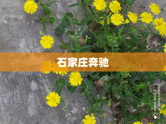 石家庄奔驰