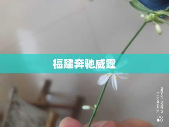 福建奔驰威霆
