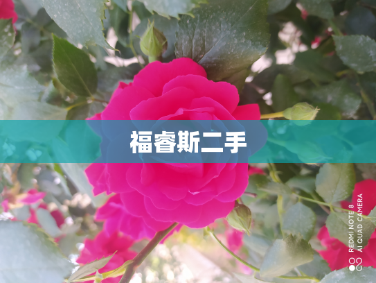 福睿斯二手