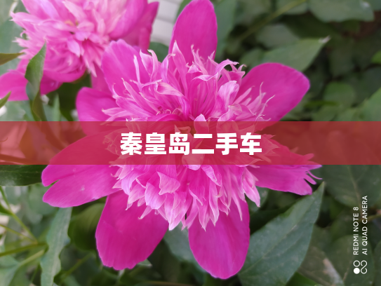 秦皇岛二手车