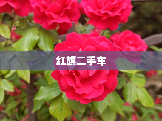 红旗二手车