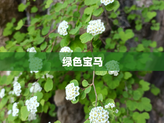 绿色宝马