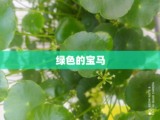 绿色的宝马