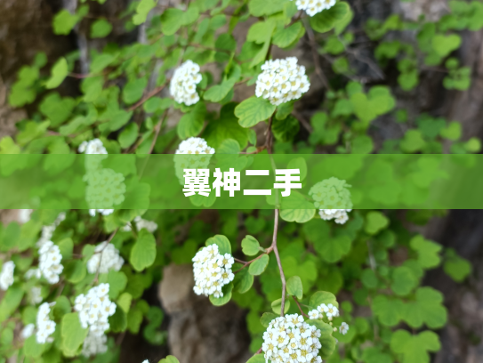 翼神二手