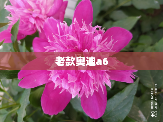 老款奥迪a6