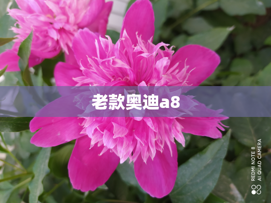 老款奥迪a8