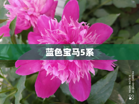 蓝色宝马5系