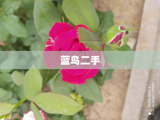 蓝鸟二手