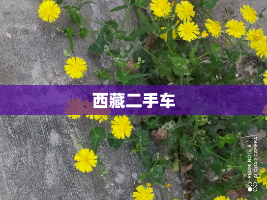 西藏二手车