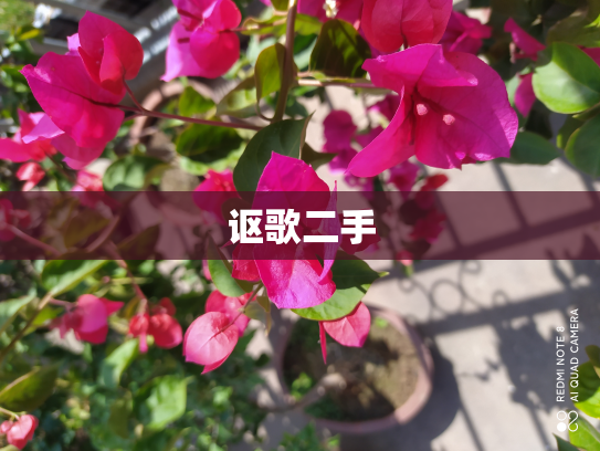 讴歌二手