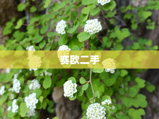 赛欧二手