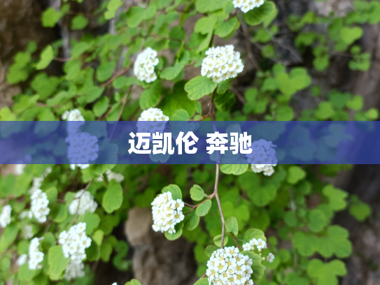 迈凯伦 奔驰