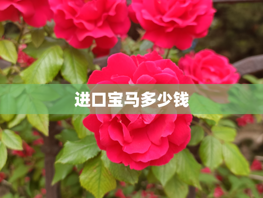 进口宝马多少钱