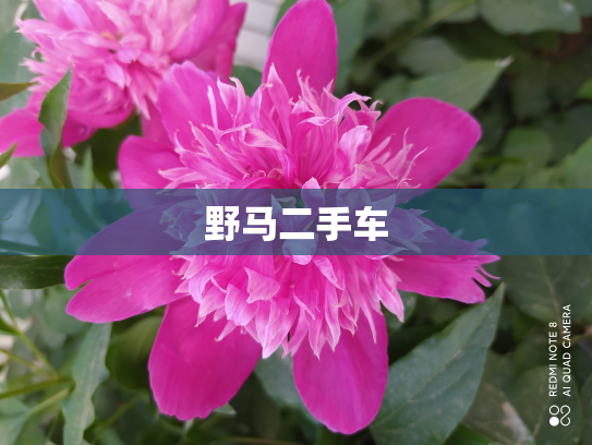 野马二手车