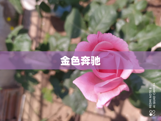 金色奔驰