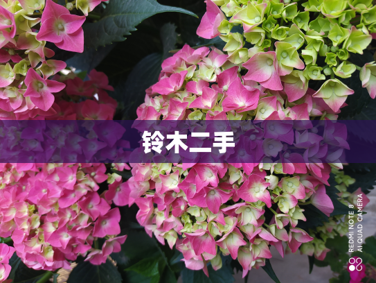 铃木二手