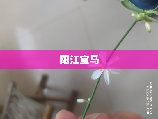 阳江宝马