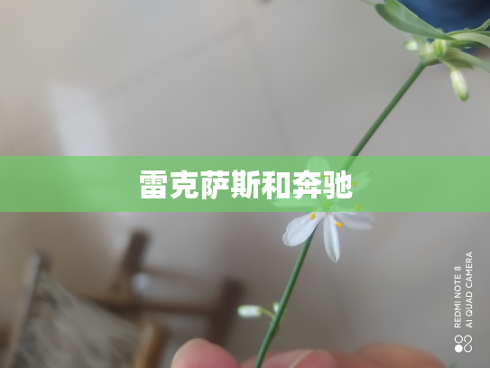 雷克萨斯和奔驰