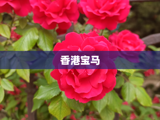 香港宝马