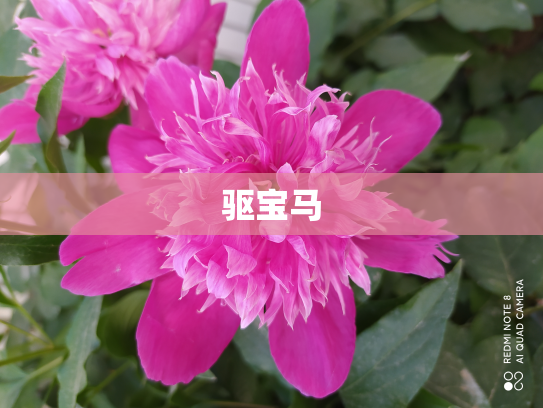 驱宝马