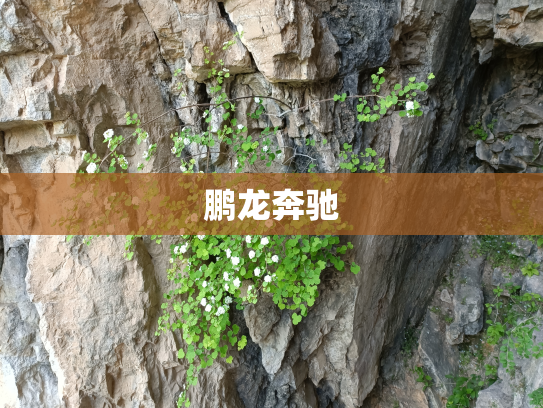 鹏龙奔驰