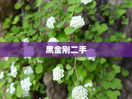 黑金刚二手