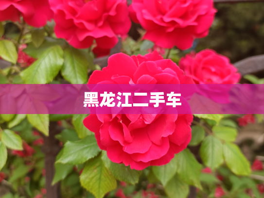 黑龙江二手车