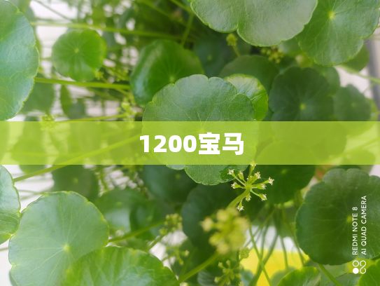 1200宝马