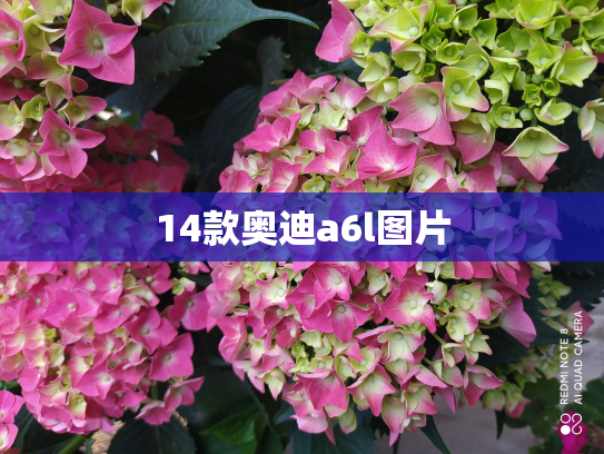 14款奥迪a6l图片