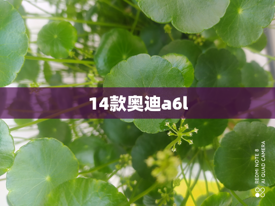 14款奥迪a6l