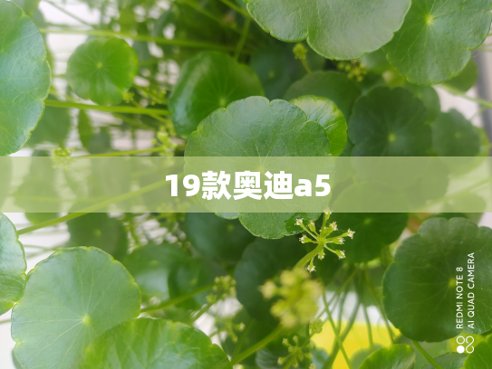19款奥迪a5
