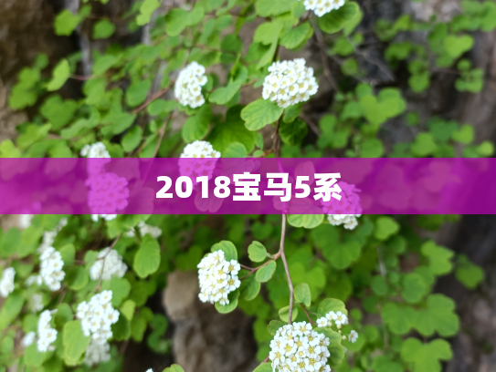 2018宝马5系