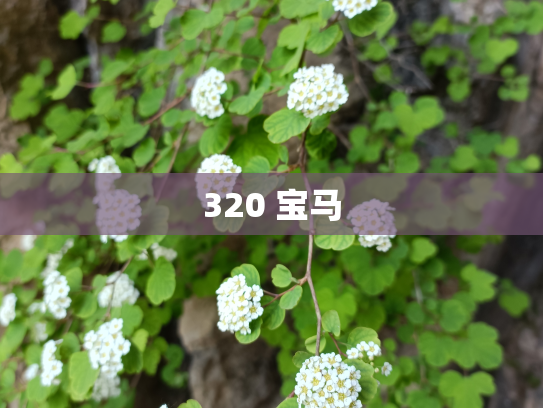 320 宝马