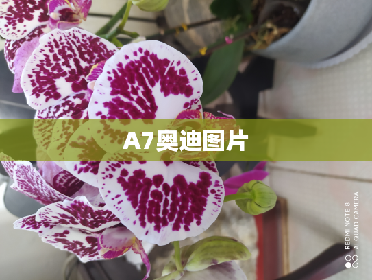 A7奥迪图片
