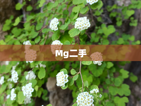 Mg二手