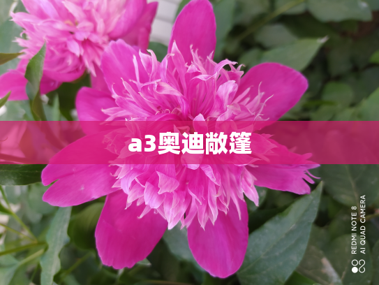 a3奥迪敞篷