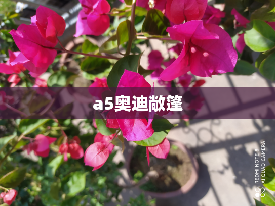a5奥迪敞篷