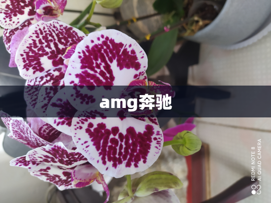 amg奔驰