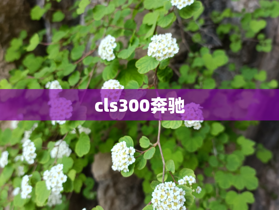 cls300奔驰