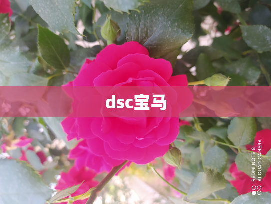 dsc宝马