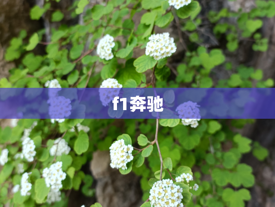 f1奔驰