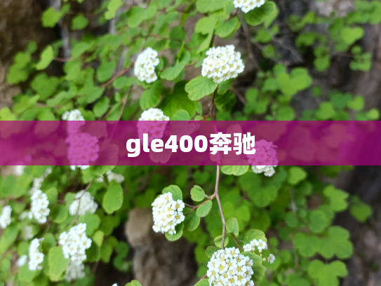 gle400奔驰