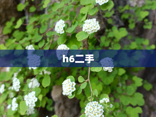 h6二手