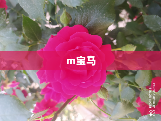 m宝马