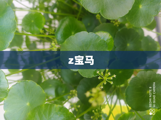 z宝马